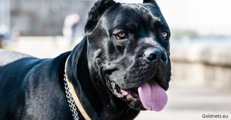 The Cane Corso is a fascinating dog breed that belongs to the Italian dog family and is classified a