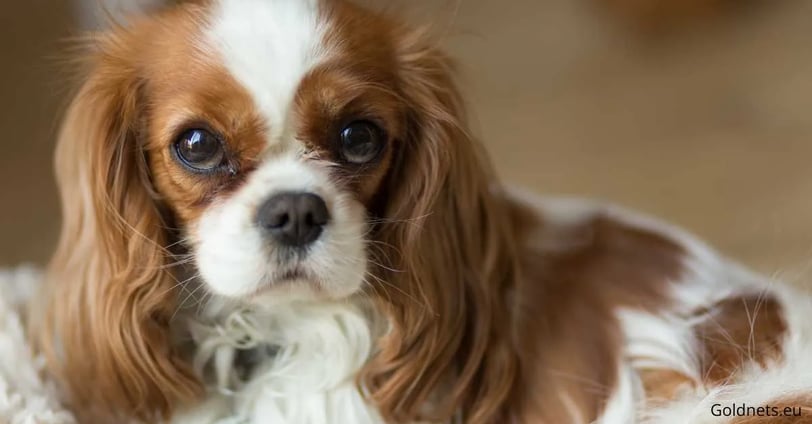 The Cavalier King Charles Spaniel is a loving and attractive dog breed that has enjoyed tremendous p