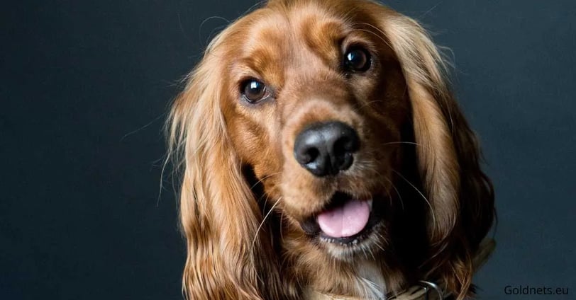 The Cocker Spaniel, which is extremely popular among dog breeds, has won the hearts of many owners n