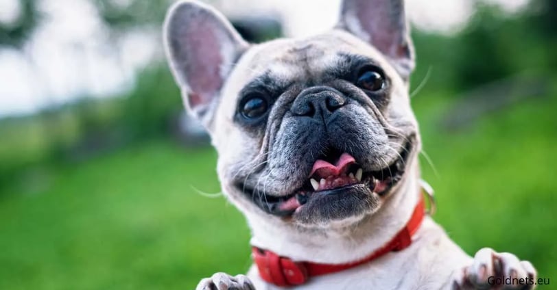 The French bulldog, a popular and lovable breed in the world of dogs, has become one of the most sou