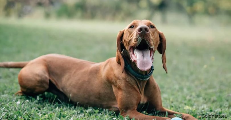 The Hungarian Vizsla is a special and elegant breed of dog that is deeply rooted in Hungarian cultur