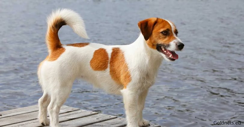 The Jack Russell Terrier is a small, extremely energetic dog breed that has become increasingly