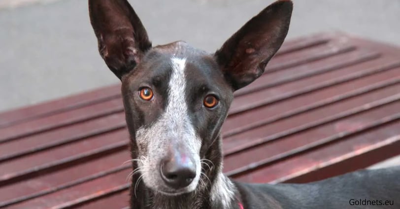 Kanári-szigeteki kopó