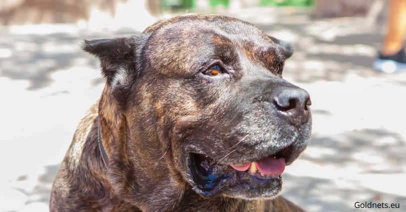 Kanári-szigeteki kutya