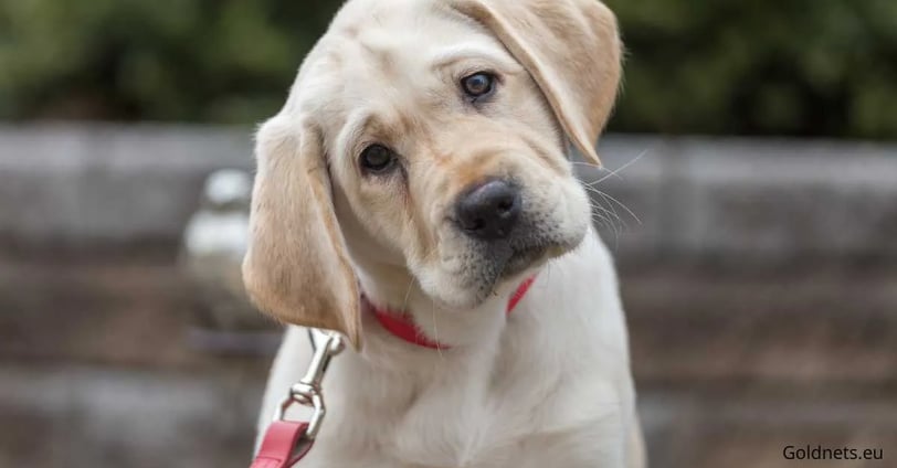 The Labrador Retriever is an extremely popular and versatile dog breed that has been one of the most