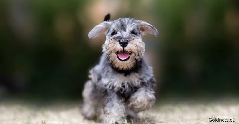 The Miniature Schnauzer is an exceptional dog breed with many traits and characteristics that make i