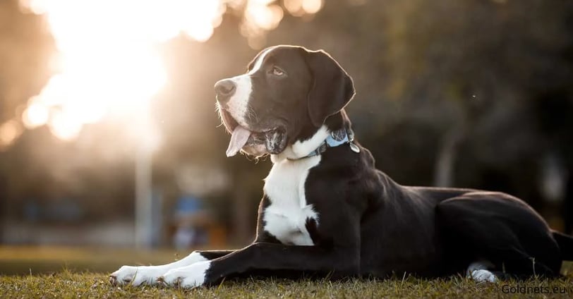 Interest in the Mudi dog breed is constantly growing