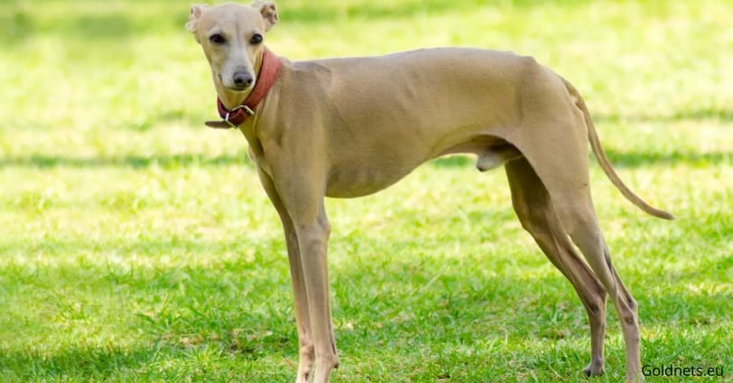 Olasz agár kutyafajtáról