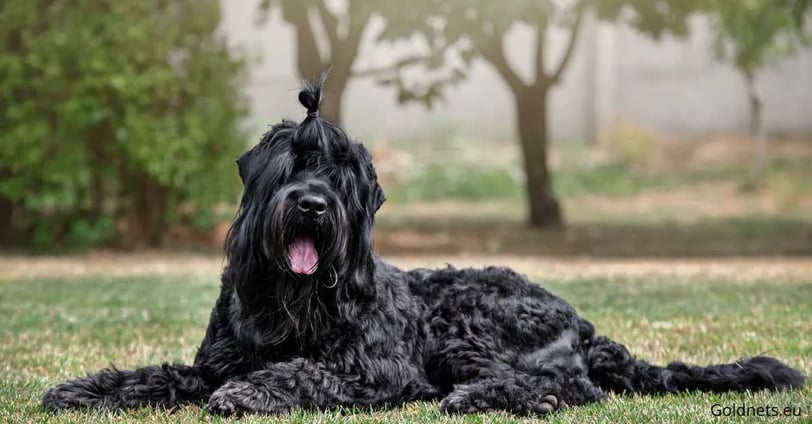 Orosz fekete terrier kutyafajtáról