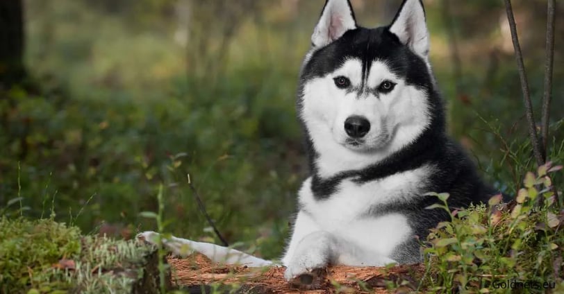 The Siberian Husky, a special breed of dog, has gained worldwide popularity due to its unique appear