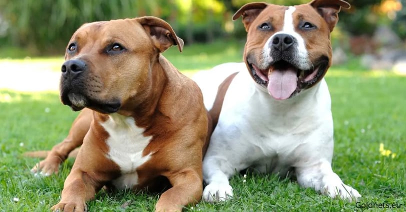 Staffordshire Bullterrier kutyafajta