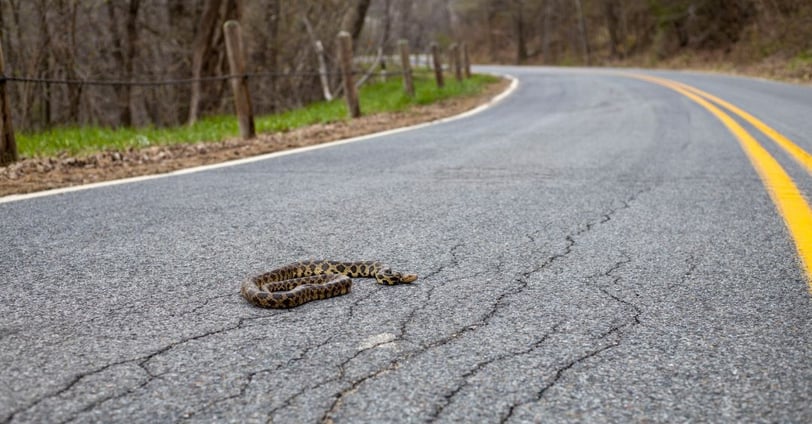 Spotted snake in the middle of a rural road. Photo by Chris Flaten