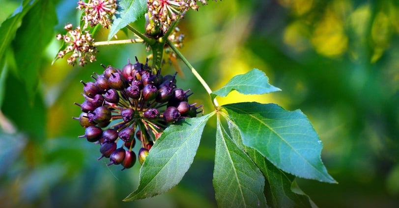 a cluster of berries on an eleuthero tree branch
