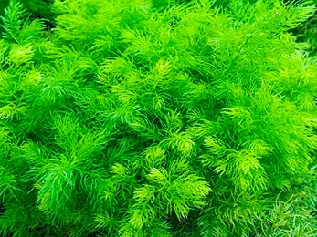 Medicinal Benefits of Shatavari