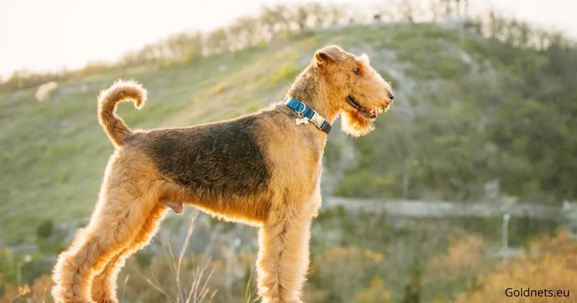 The Airedale Terrier is the largest of the terriers and is considered a popular pet in many canine c