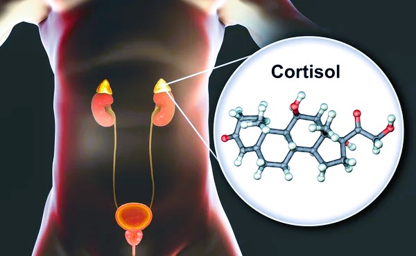 cortisol