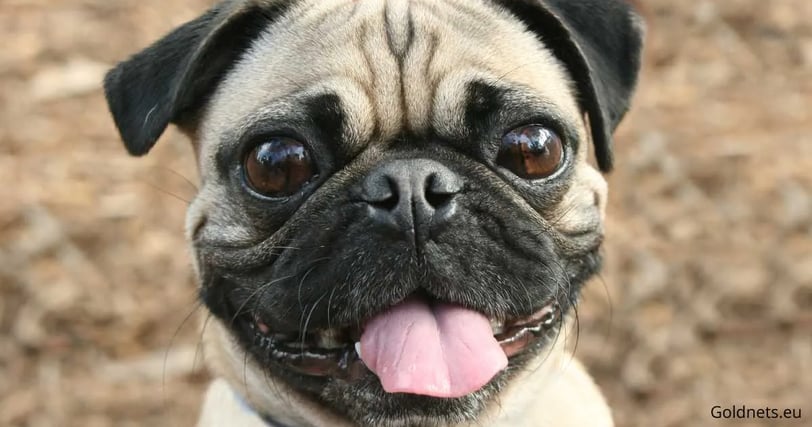 The pug dog breed is an extremely popular and affectionate pet, thanks to its friendly nature and ch