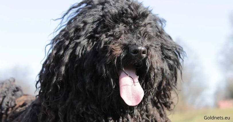 A Puli kutyafajta híres egyedi szőrzete és terelő képességei miatt. Intelligens, energikus és hűsége