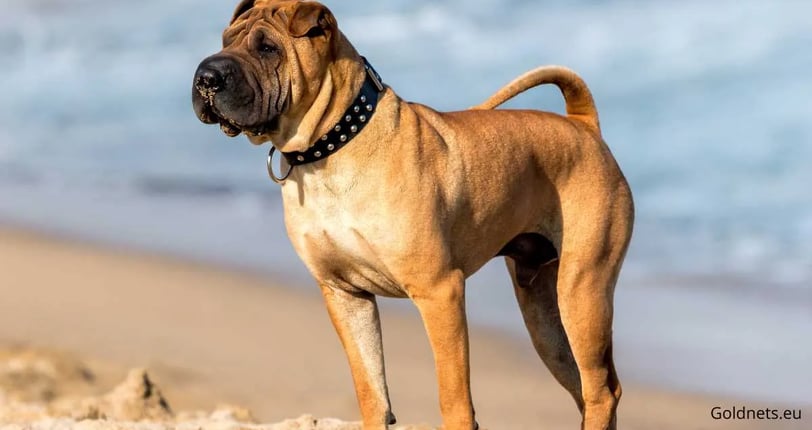 The Shar Pei dog breed is unique and special, which is becoming increasingly popular among dog lover