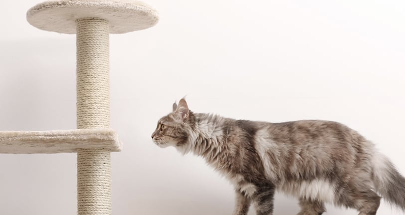 a brown cat looking at a cat tree