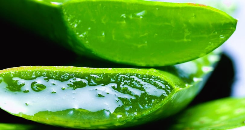 Aloe Vera