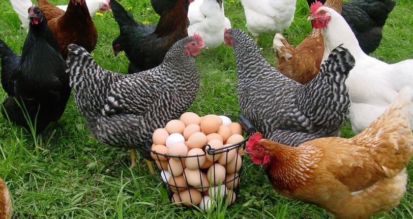 a group of chickens standing around a basket of eggs