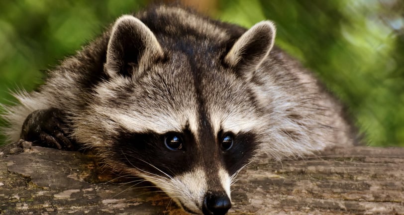 raccoon