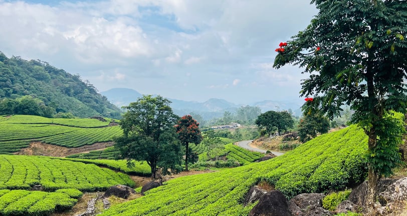 Lakshmi Tea state