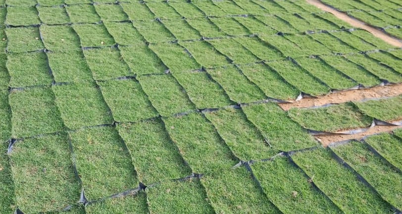 philippine grass pembekal rumput malaysia