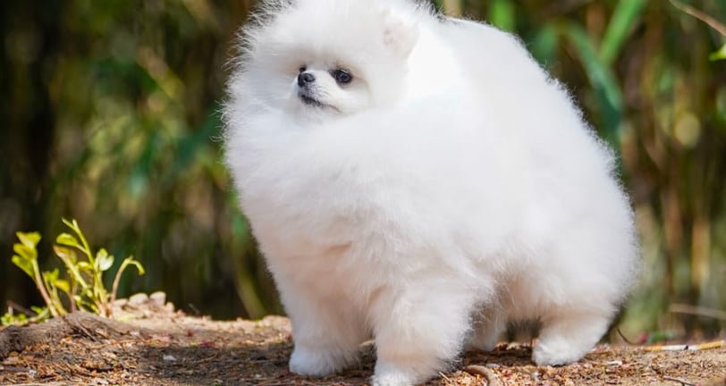 Cachorros pomeranian blancos pequeños