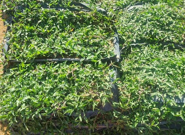 cow grass murah