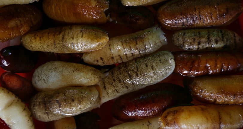 Trepangs mouillés par Madopex (Holoturia Scabra). Concombres de mer mouillés.