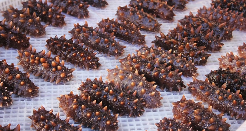 Drying trepangs (Sea cucumbers) selected by Madopex, Madagascar's leader in seafood exports.