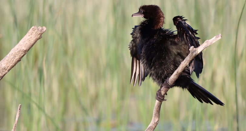 cormoran bird with wet wings