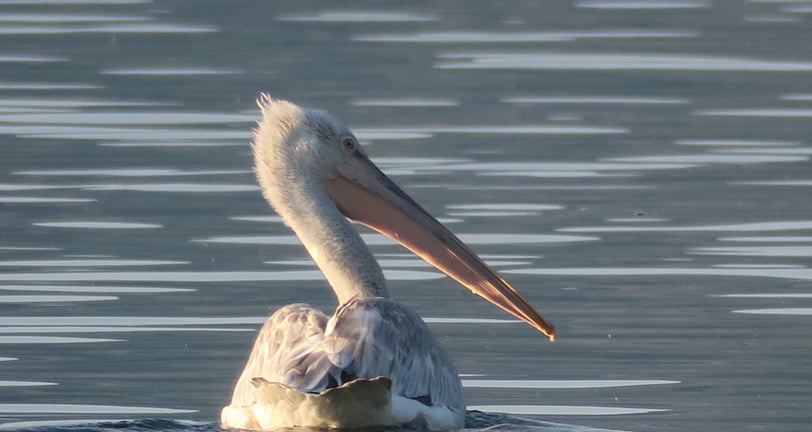 pelican swiming on lake skadar