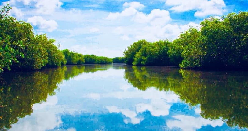 Image de Mangroves de Fort Dauphin Fort liberté Haïti