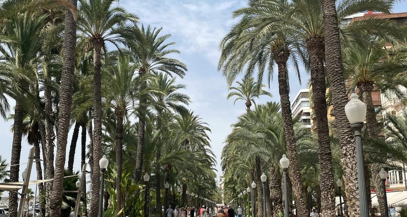 Alicante, Spanien Stadtmitte Palmen