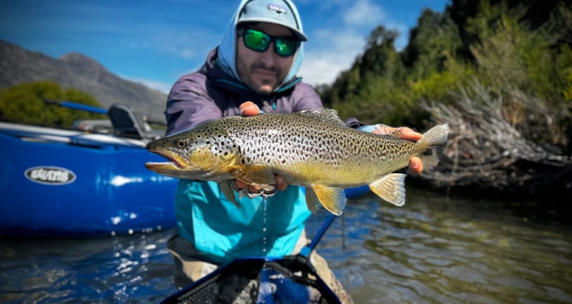 trucha marron rio azul