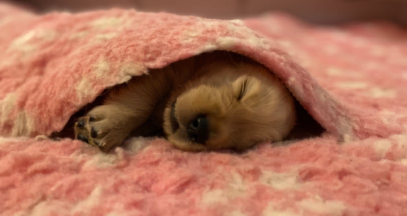 chiot golden retriever dans une couverture