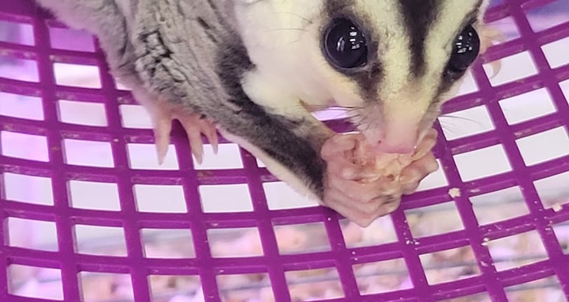 white-faced sugar glider in wheal eating snack