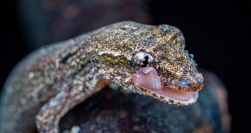 mourning gecko 