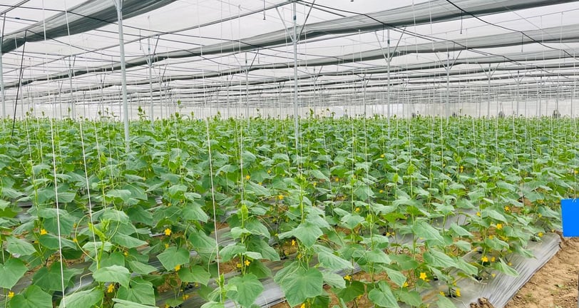 a large green plant growing in a large greenhouse - Hydrogreen Energy pvt ltd