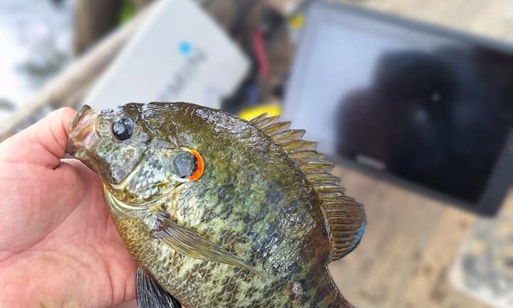 fishing guide