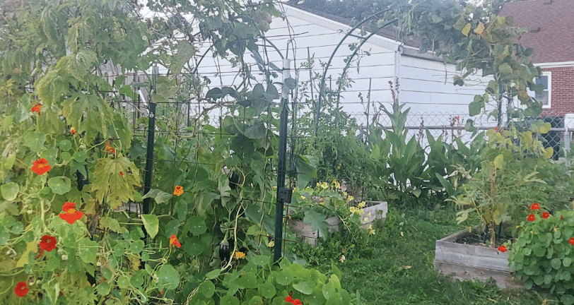 garden inspiration