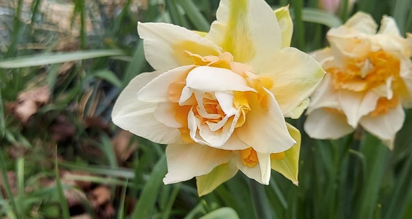 garden inspiration_3