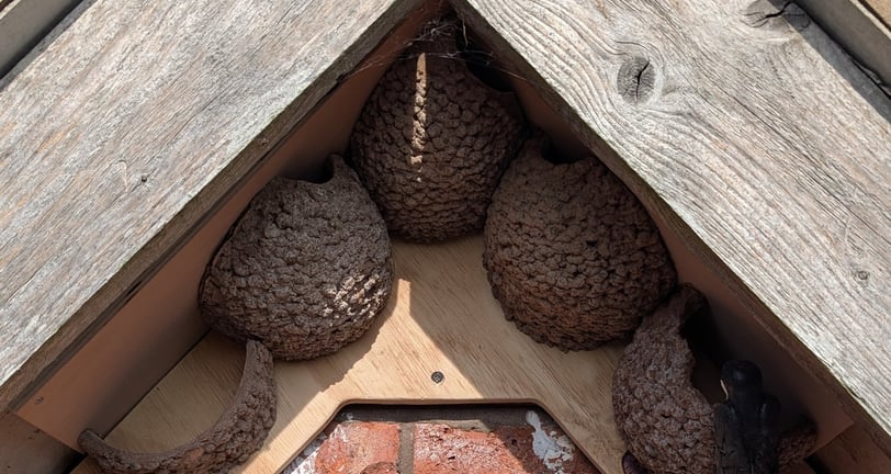 Apex nest cups with half cup to encourage building by Nest Cup Box