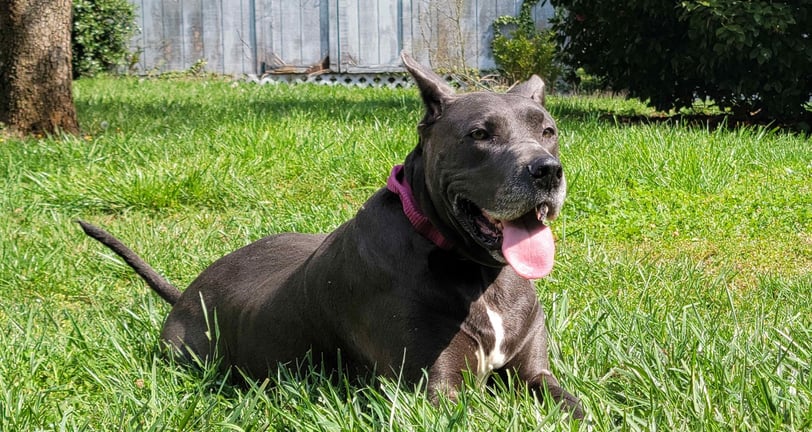 a dog sitting in the clean grass