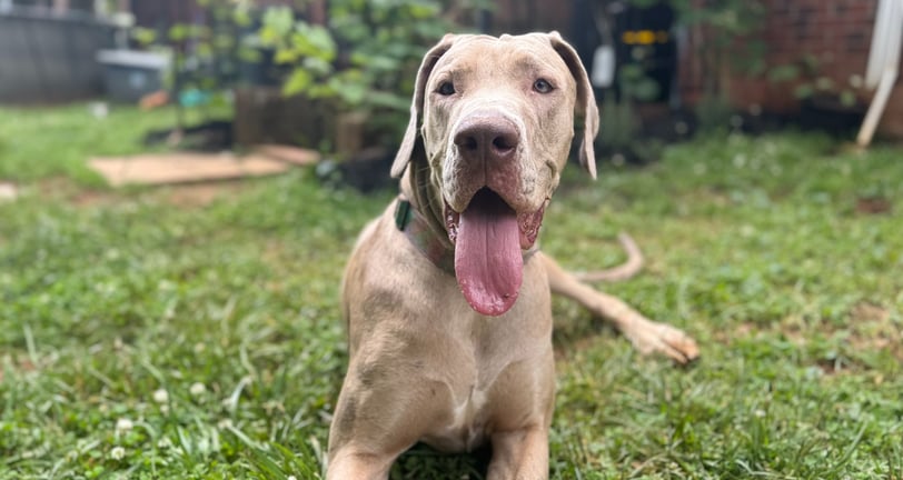 a dog sitting in the clean grass