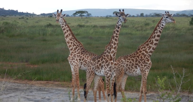 three giraffes looking out