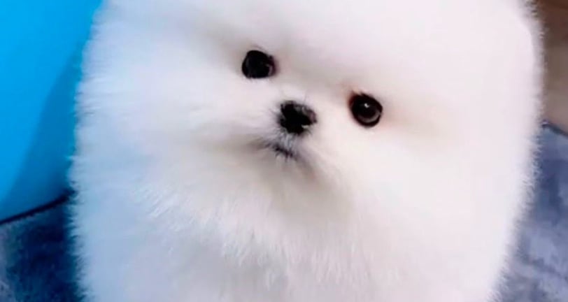 Cachorro pomeranian mini toy